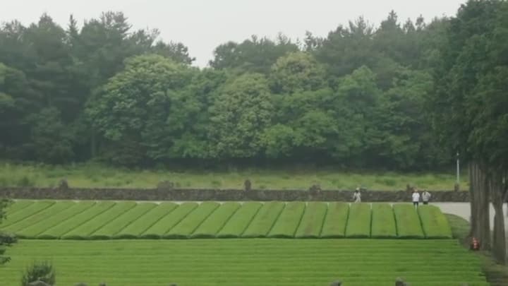 Rows of green tea running up to a stone wall and a line of cypress trees at Seogwi Dawon in Seogwipo, Jeju